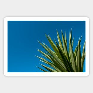 Palm Tree Blue Sky Sticker